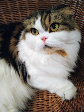 猫カフェモカ　池袋東口店に投稿された画像（2024/3/20）