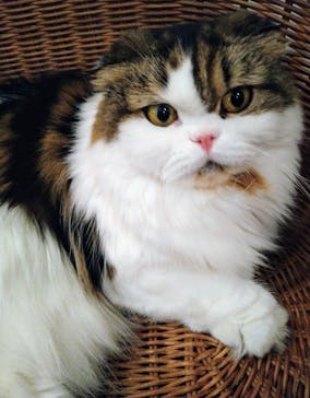 猫カフェモカ　池袋東口店に投稿された画像（2024/3/20）