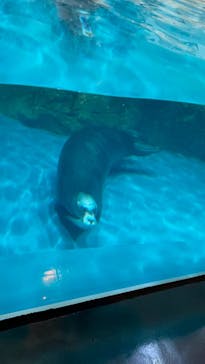 大分マリーンパレス水族館 「うみたまご」に投稿された画像（2024/3/20）