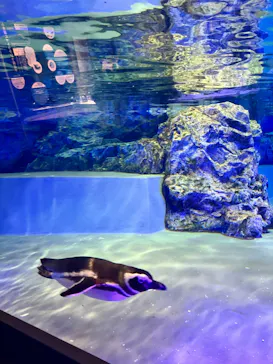 すみだ水族館に投稿された画像（2024/3/20）