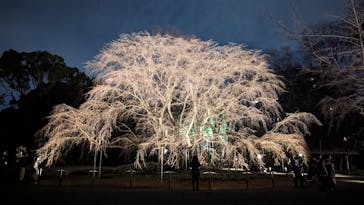 六義園に投稿された画像（2024/3/20）