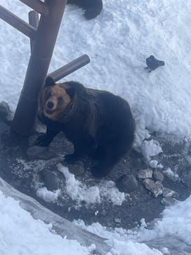 のぼりべつクマ牧場に投稿された画像（2024/3/20）