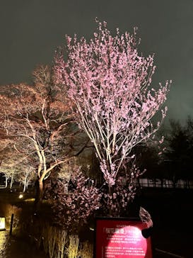 NAKED meets 二条城 2025 観月に投稿された画像（2024/3/20）