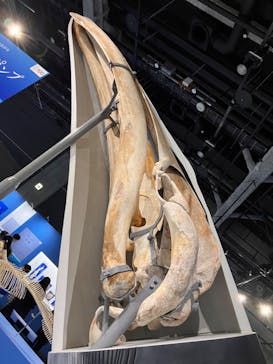 特別展「海　―生命のみなもと―」名古屋市科学館に投稿された画像（2024/3/20）