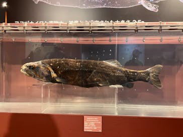 特別展「海　―生命のみなもと―」名古屋市科学館に投稿された画像（2024/3/20）