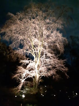 六義園に投稿された画像（2024/3/20）