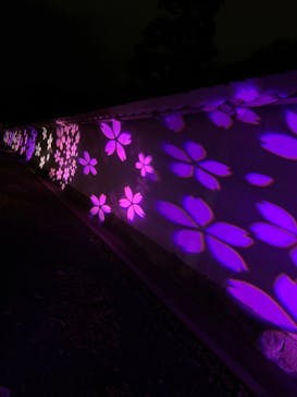 NAKED meets 二条城 2025 観月に投稿された画像（2024/3/20）