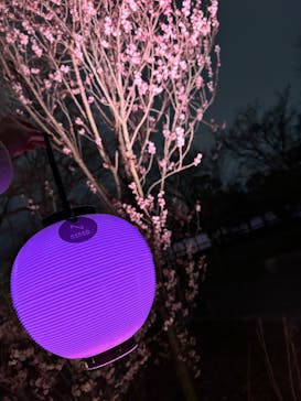 NAKED meets 二条城 2025 観月に投稿された画像（2024/3/20）