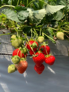 すごう農園直売所ピアッツァに投稿された画像（2024/3/20）