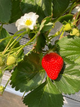 すごう農園直売所ピアッツァに投稿された画像（2024/3/20）