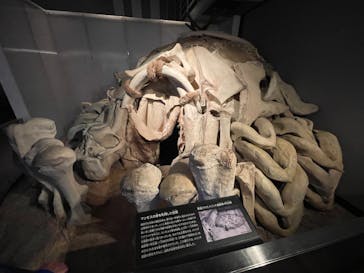 国立科学博物館に投稿された画像（2024/3/20）