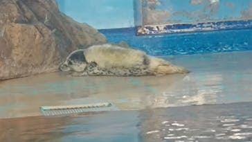しながわ水族館に投稿された画像（2024/3/20）