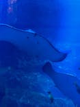 京都水族館に投稿された画像（2024/3/21）