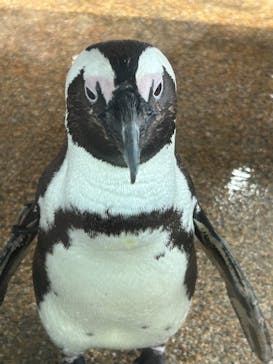 京都水族館に投稿された画像（2024/3/20）