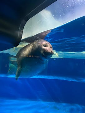 サンシャイン水族館に投稿された画像（2024/3/21）