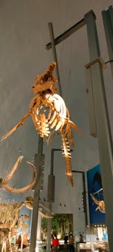 福井県立恐竜博物館に投稿された画像（2024/3/21）