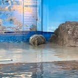 しながわ水族館に投稿された画像（2024/3/21）