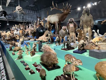 特別展「大哺乳類展３－わけてつなげて大行進」に投稿された画像（2024/3/21）