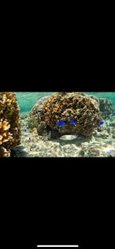 沖縄マリンサービス碧に投稿された画像（2024/3/21）