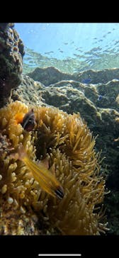 沖縄マリンサービス碧に投稿された画像（2024/3/21）