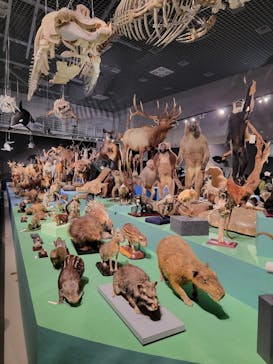 特別展「大哺乳類展３－わけてつなげて大行進」に投稿された画像（2024/3/21）
