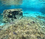 初心者専門宮古島シュノーケリングツアーに投稿された画像（2024/3/21）