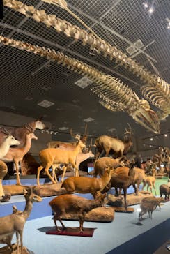 特別展「大哺乳類展３－わけてつなげて大行進」に投稿された画像（2024/3/21）