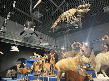 特別展「大哺乳類展３－わけてつなげて大行進」に投稿された画像（2024/3/21）