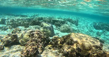 武藤潜水に投稿された画像（2024/3/21）