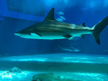 沖縄美ら海水族館に投稿された画像（2024/3/21）