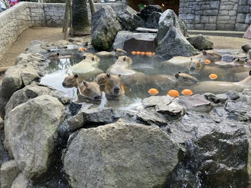 伊豆シャボテン動物公園に投稿された画像（2024/3/21）