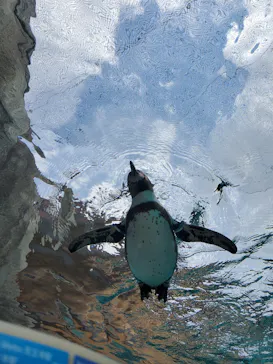 天王寺動物園に投稿された画像（2024/3/21）