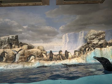 名古屋港水族館に投稿された画像（2024/3/21）