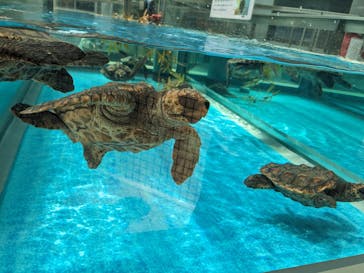 名古屋港水族館に投稿された画像（2024/3/21）