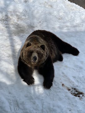 のぼりべつクマ牧場に投稿された画像（2024/3/21）