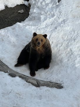 のぼりべつクマ牧場に投稿された画像（2024/3/21）