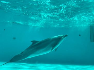 しながわ水族館に投稿された画像（2024/3/21）
