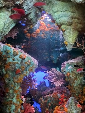 サンシャイン水族館に投稿された画像（2024/3/21）