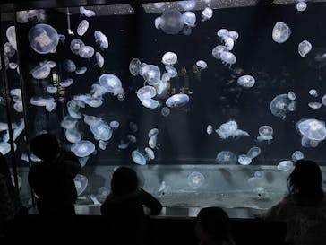 伊豆・三津シーパラダイスに投稿された画像（2024/3/21）