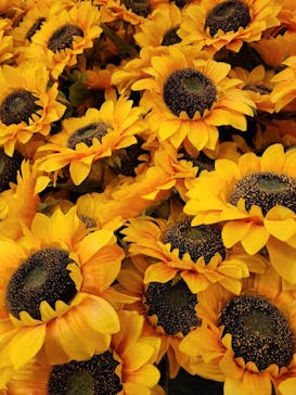 ゴッホ・アライブに投稿された画像（2024/3/21）