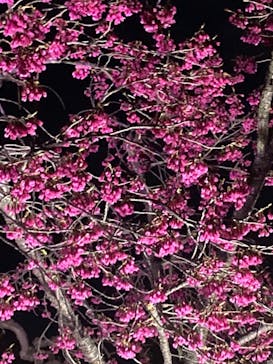 NAKED meets 二条城 2025 観月に投稿された画像（2024/3/21）