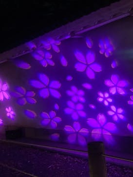 NAKED meets 二条城 2025 観月に投稿された画像（2024/3/21）