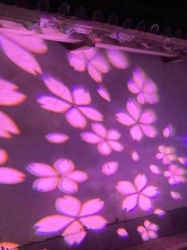 NAKED meets 二条城 2025 観月に投稿された画像（2024/3/21）