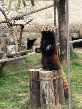 天王寺動物園に投稿された画像（2024/3/21）