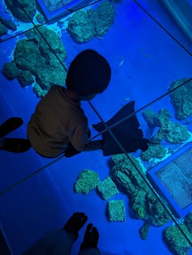 DMMかりゆし水族館に投稿された画像（2024/3/21）