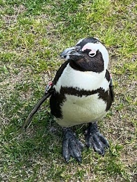 マリンワールド海の中道に投稿された画像（2024/3/21）