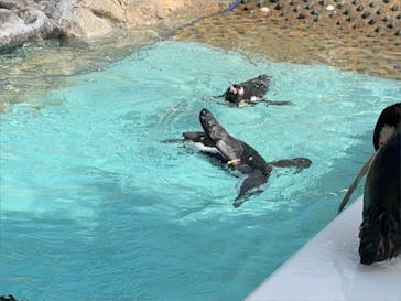 マリンワールド海の中道に投稿された画像（2024/3/21）