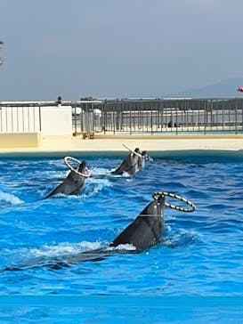 マリンワールド海の中道に投稿された画像（2024/3/21）