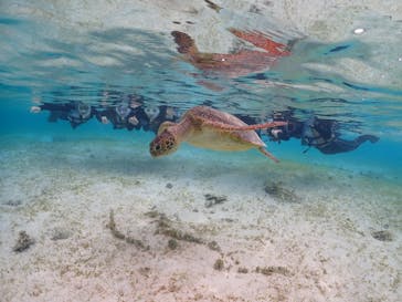 初心者専門宮古島シュノーケリングツアーに投稿された画像（2024/3/22）