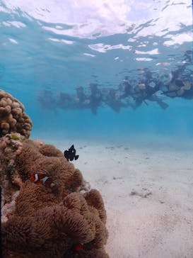 初心者専門宮古島シュノーケリングツアーに投稿された画像（2024/3/22）